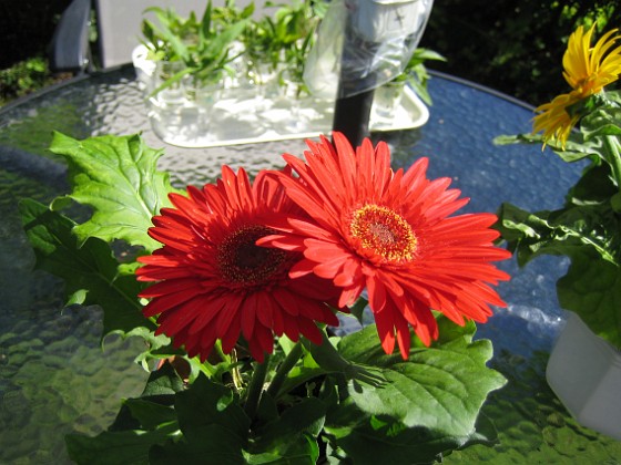 Gerbera