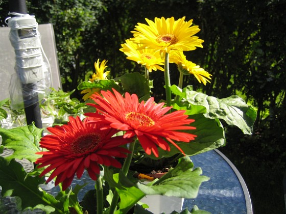 Gerbera