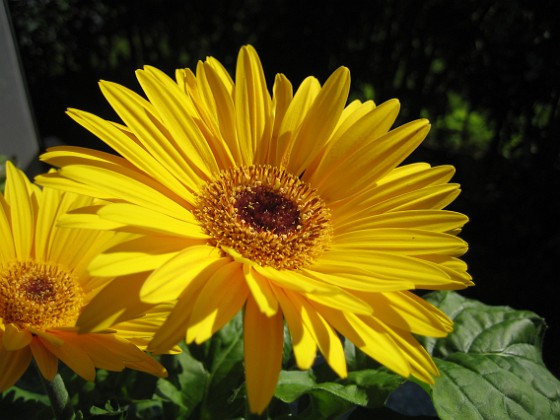 Gerbera 
