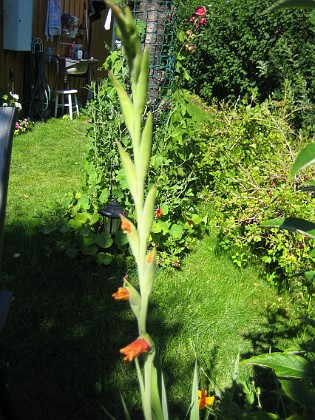 Gladioler