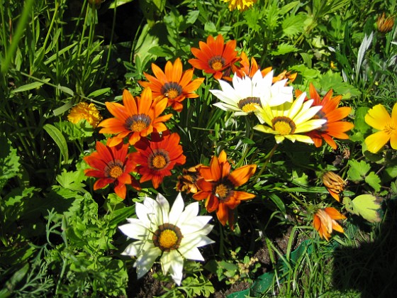 Gazania  
  
2007-08-07 Bild 025  
Granudden  
Färjestaden  
Öland