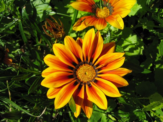 Gazania  
  
2007-08-07 Bild 026  
Granudden  
Färjestaden  
Öland