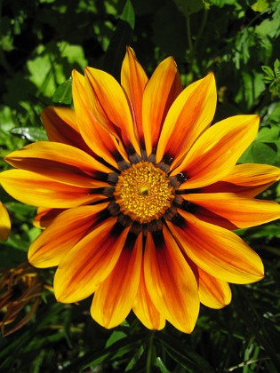 Gazania 
