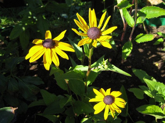 Strålrudbeckia