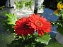 Gerbera