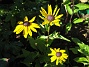 Strålrudbeckia