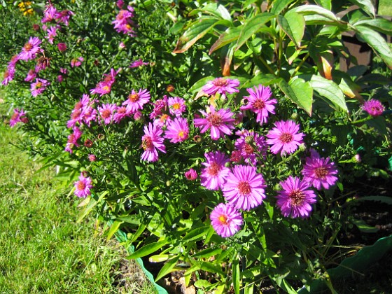 Astrar  
Aster, Starlight.  
2007-08-26 Bild 005  
Granudden  
Färjestaden  
Öland