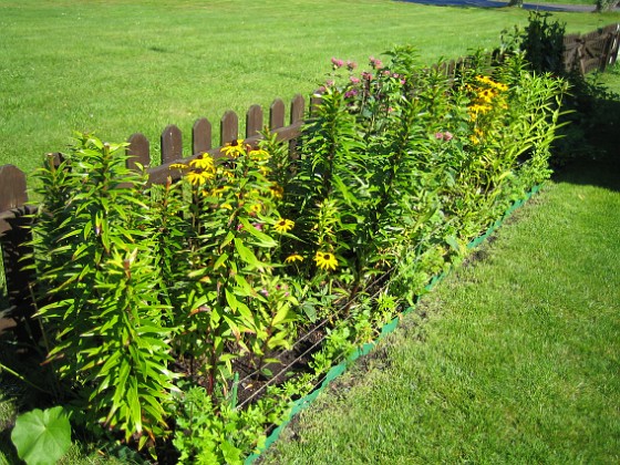 Strålrudbeckior { Staket, höger. Inte mycket här just nu, bara några Strålrudbeckior. } 