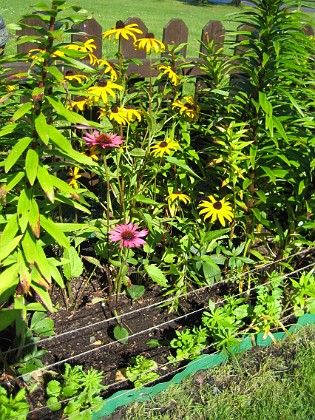 Strålrudbeckior och Solhattar 
Strålrudbeckior och röd Solhatt i närbild.