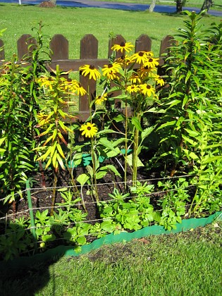 Strålrudbeckior och Solhattar { Strålrudbeckior i närbild. } 