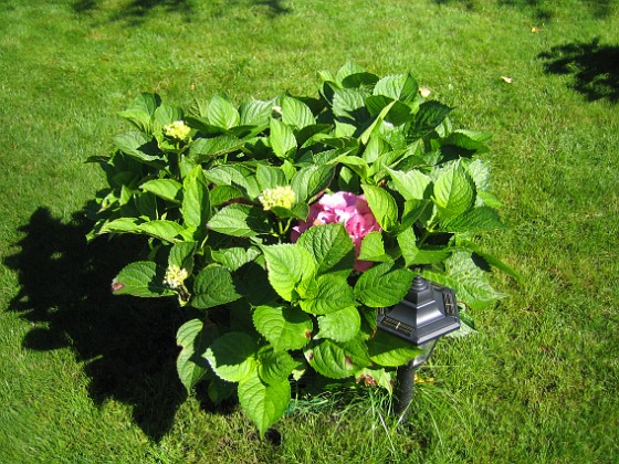 Hortensia 
Hortensia.