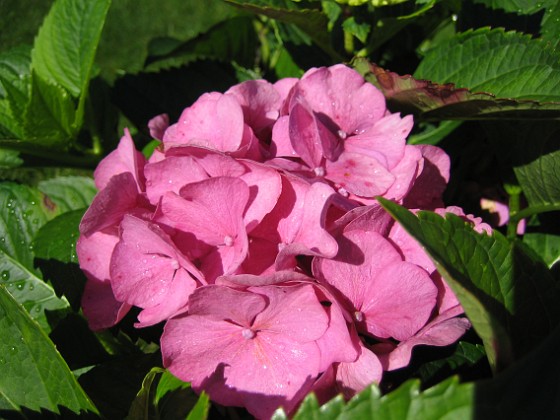 Hortensia 
Hortensia.