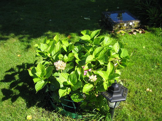 Hortensia 
Hortensia.