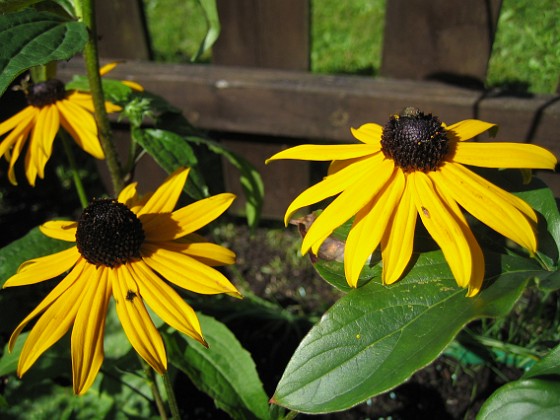 Strålrudbeckia