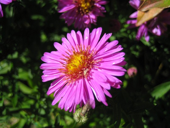 Aster