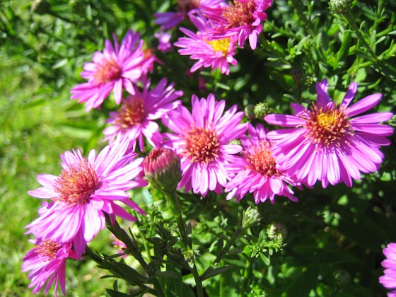 Astrar  
Aster Starlight.  
2007-08-26 Bild 028  
Granudden  
Färjestaden  
Öland