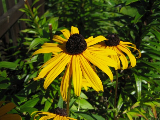 Strålrudbeckia { Strålrudbeckia. } 