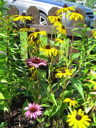 Strålrudbeckia och Röd Solhatt 
Strålrudbeckia och röd Solhatt.