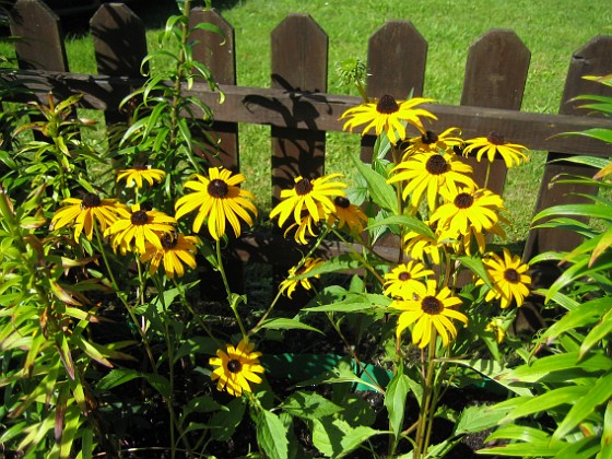 Strålrudbeckia