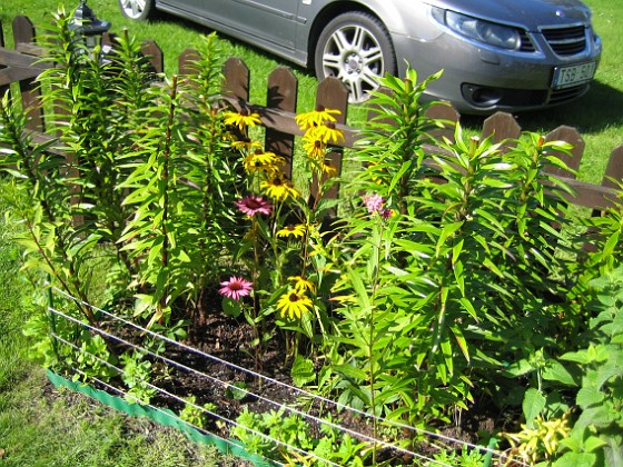 Strålrudbeckia och Röd Solhatt