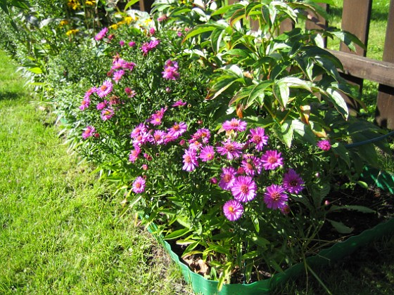 Astrar  
Aster, Starlight.  
2007-08-26 Bild 033  
Granudden  
Färjestaden  
Öland