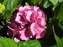 Hortensia