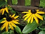 Strålrudbeckia