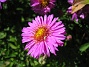 Aster, Starlight. (2007-08-26 Bild 026)