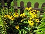 Strålrudbeckia