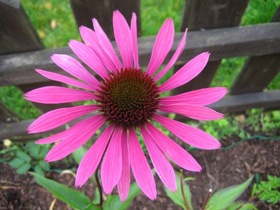 Solhatt, Rubinstern { En Echinacea, typ Rubinstern. } 