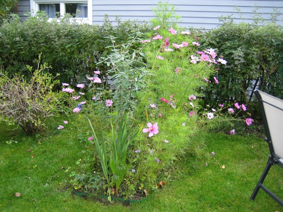 Rosenskära 
Vid Uteplatsen finns väldigt höga Rosenskära.