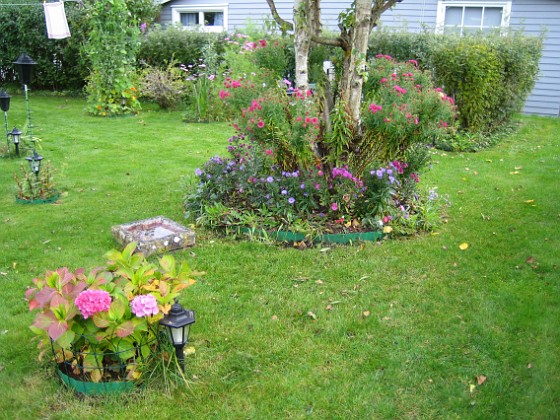 Astrar  
Hortensia med Björken i bakgrunden.  
2007-10-07 Bild 041  
Granudden  
Färjestaden  
Öland