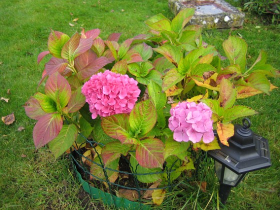 Hortensia 
Hortensia.