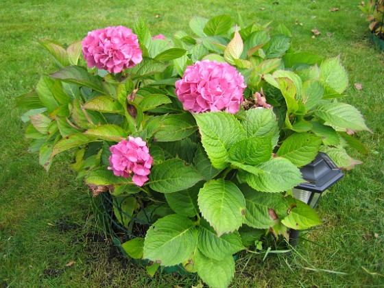 Hortensia 
Hortensia.
