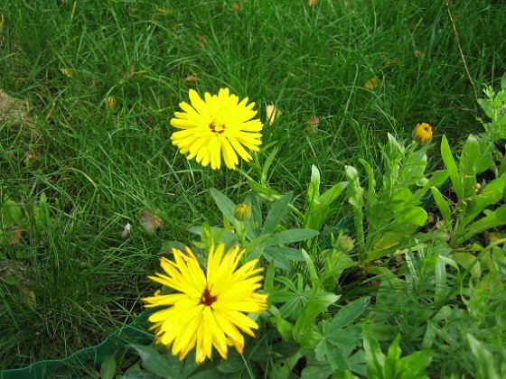 En vacker blomma på Bakgården.  
2007-10-07 Bild 058  
Granudden  
Färjestaden  
Öland