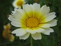 Ännu en okänd blomma. (2007-10-07 Bild 070)