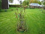 Rosbusken. (2007-10-07 Bild 094)