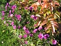 Astrar  
  
2007-10-08 Bild 004