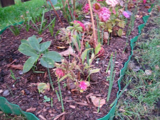 Bild 017 
I denna rabatt har jag ett tiotal Julros (Helleborus Orientalis).