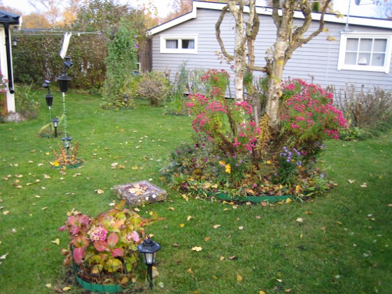 Luktaster 
Björken och i förgrunden ser vi Hortensia.