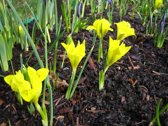 Vintergäcksiris  
Lite Dvärgiris, eller Vintergäcksiris som den här sorten kallas.  
2008-03-01 Bild 006  
Granudden  
Färjestaden  
Öland