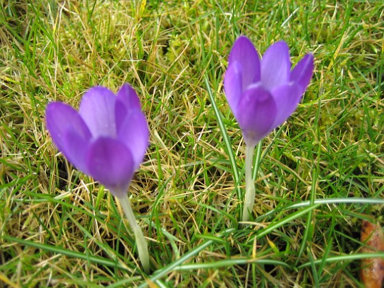 Krokus { Krokus utan fokus (kameran fokuserar på gräset). } 