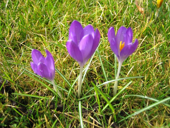 Krokus { Krokus utan fokus (kameran fokuserar på gräset). } 