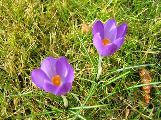 Krokus { Krokus utan fokus (kameran fokuserar på gräset). } 