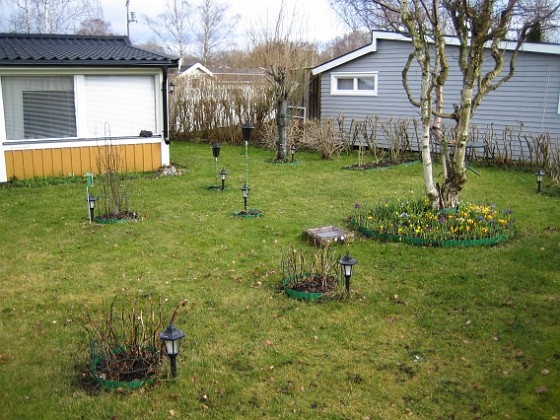 Mina Hortensia i förgrunden och Björken i bakgrund.  
2008-03-01 Bild 022  
Granudden  
Färjestaden  
Öland