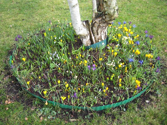 Krokus { Krokus och Iris vid Björken. } 