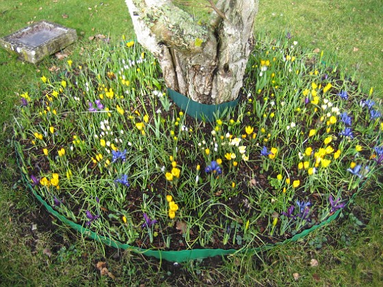 Krokus  
Krokus och Iris vid Björken.  
2008-03-01 Bild 024  
Granudden  
Färjestaden  
Öland