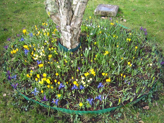 Krokus { Krokus och Iris vid Björken. } 