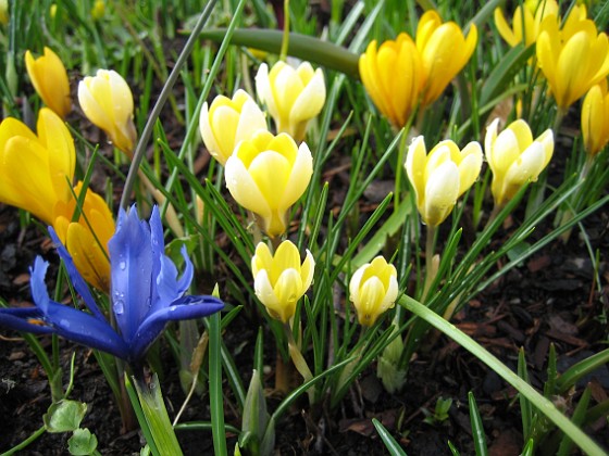 Krokus { Krokus och Iris vid Björken. } 