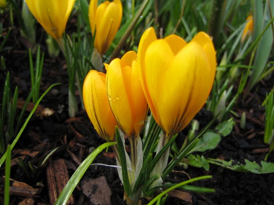 Krokus  
Krokus.  
2008-03-01 Bild 027  
Granudden  
Färjestaden  
Öland